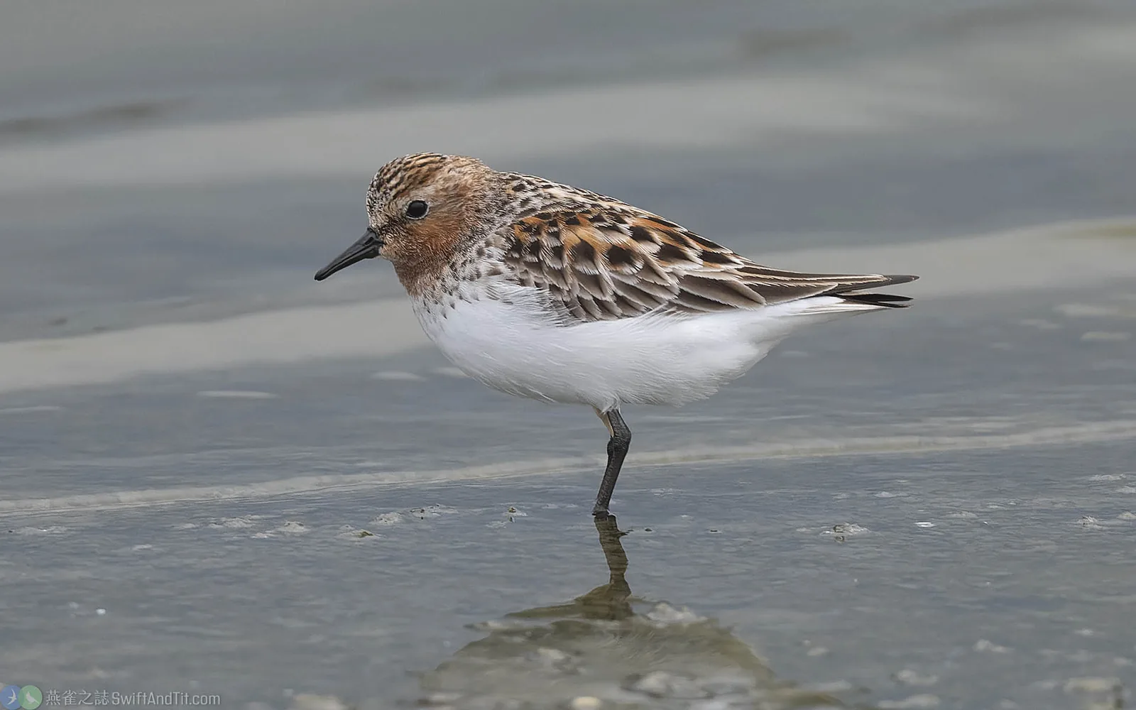 紅胸濱鷸 Red-necked Stint
