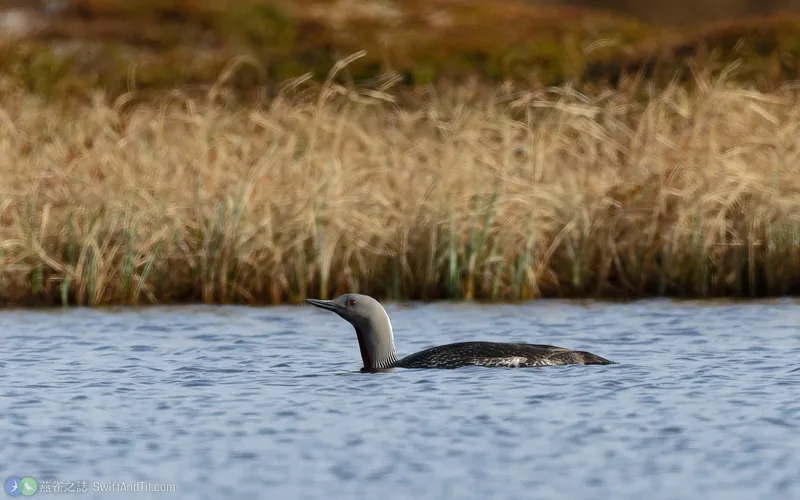 紅喉潛鳥 Red-throated Loon