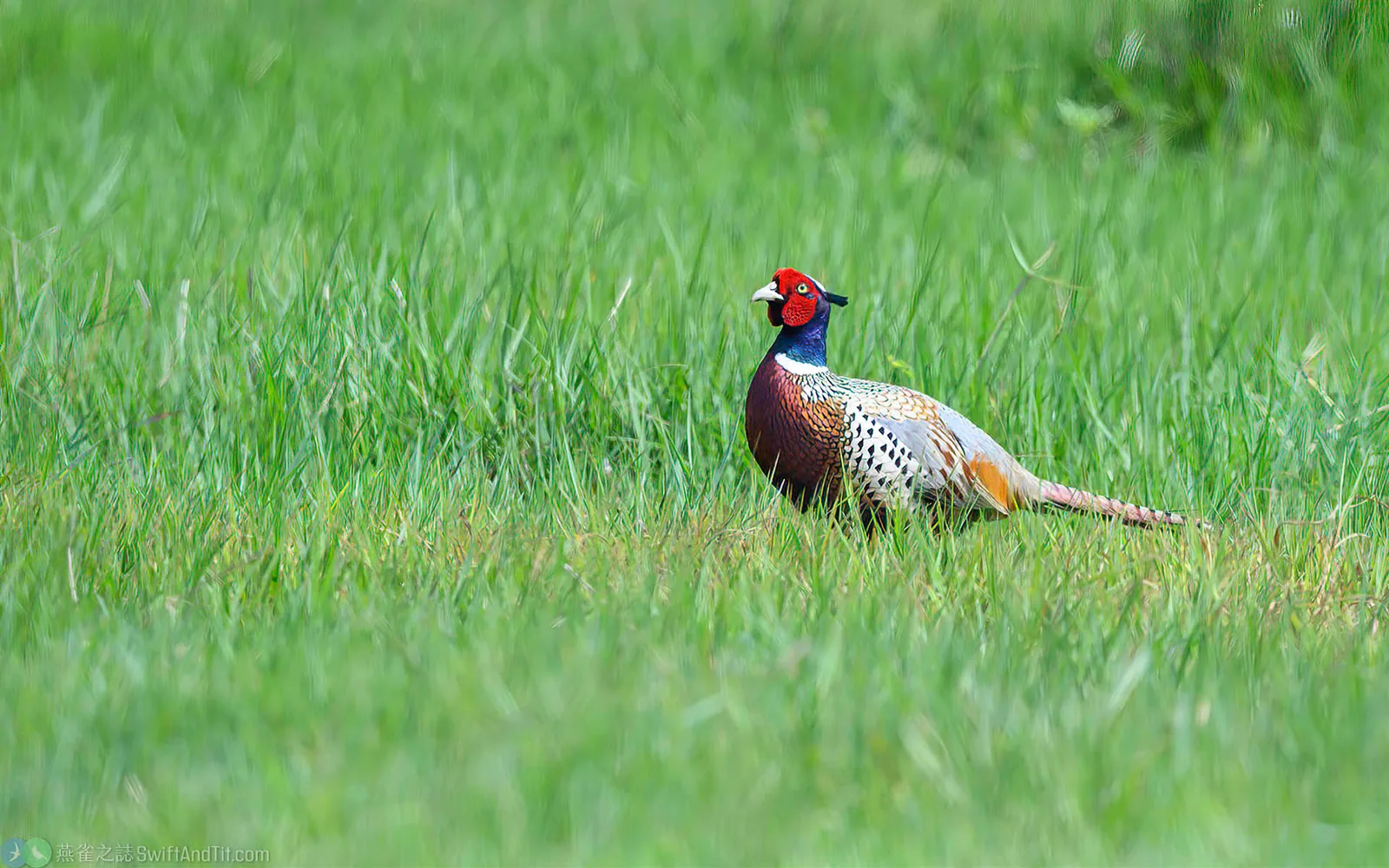 環頸雉 Ring-necked Pheasant