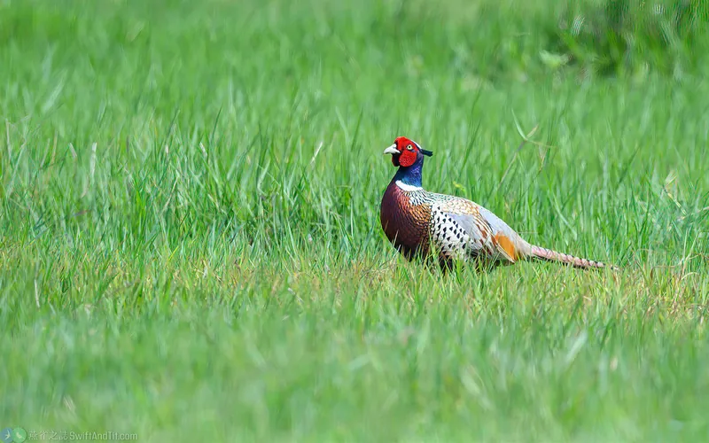 環頸雉 Ring-necked Pheasant