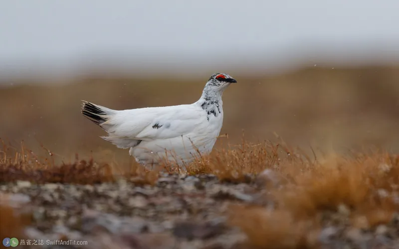 岩雷鳥 Rock Ptarmigan