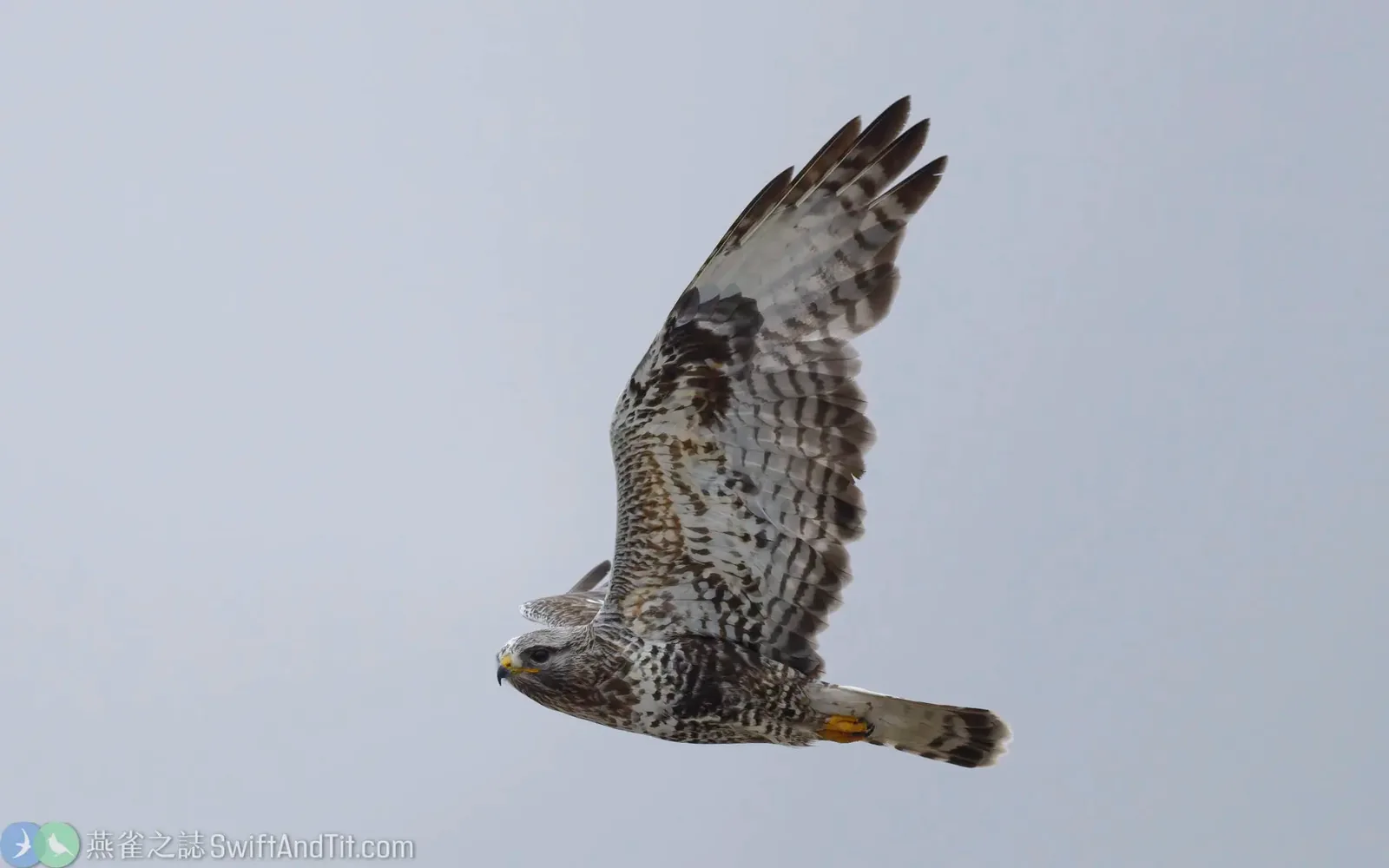 毛足鵟 Rough-legged Hawk