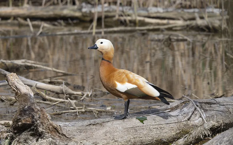 瀆鳧 Ruddy Shelduck