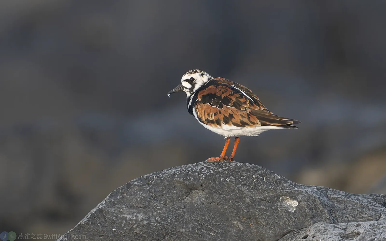 翻石鷸 Ruddy Turnstone