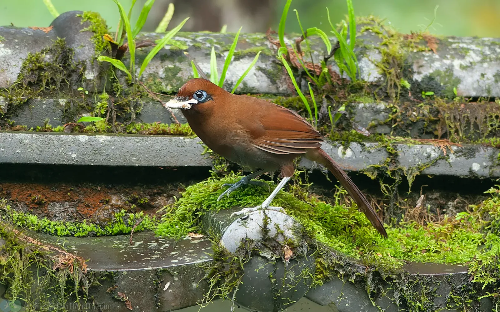 棕噪眉 Rusty Laughingthrush