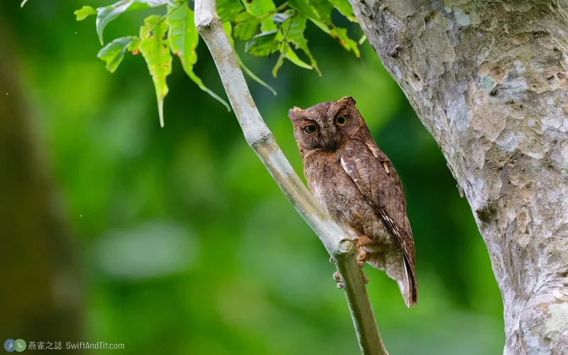 蘭嶼角鴞 Ryukyu Scops-Owl