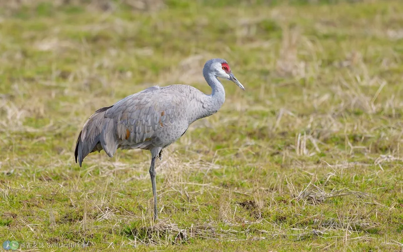 沙丘鶴 Sandhill Crane