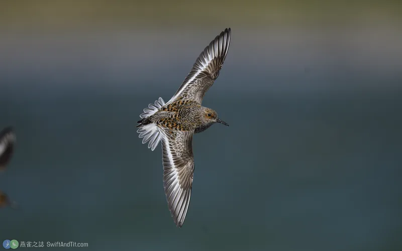 三趾濱鷸 Sanderling 繁殖羽 飛行