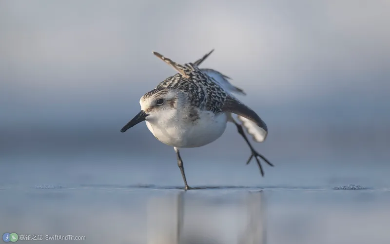 三趾濱鷸 Sanderling 幼鳥