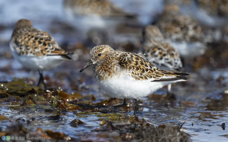 三趾濱鷸 Sanderling