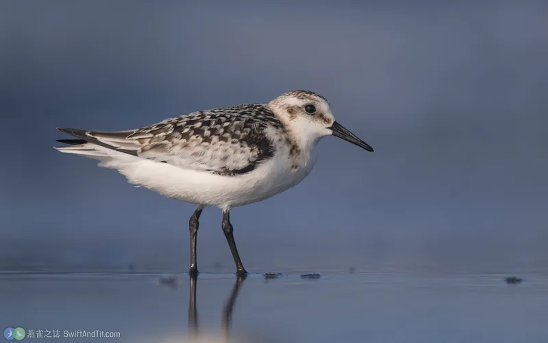 三趾濱鷸 Sanderling 幼鳥