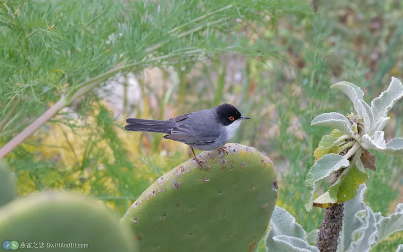 Sardinian Warbler Sardinian Warbler