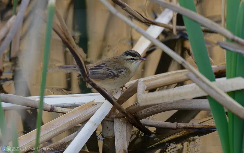 水蒲葦鶯 Sedge Warbler