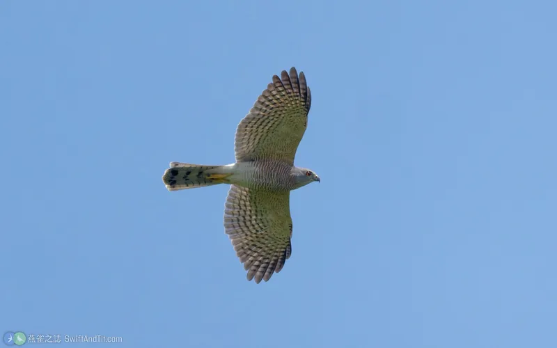 褐耳鷹 Shikra 飛行