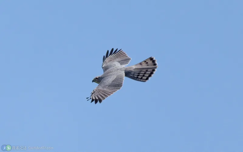 褐耳鷹 Shikra 飛行