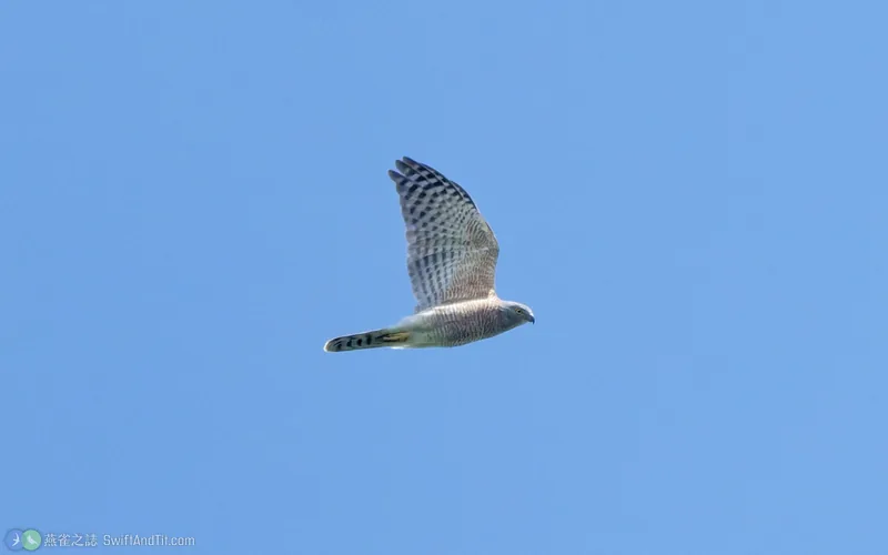 褐耳鷹 Shikra 飛行