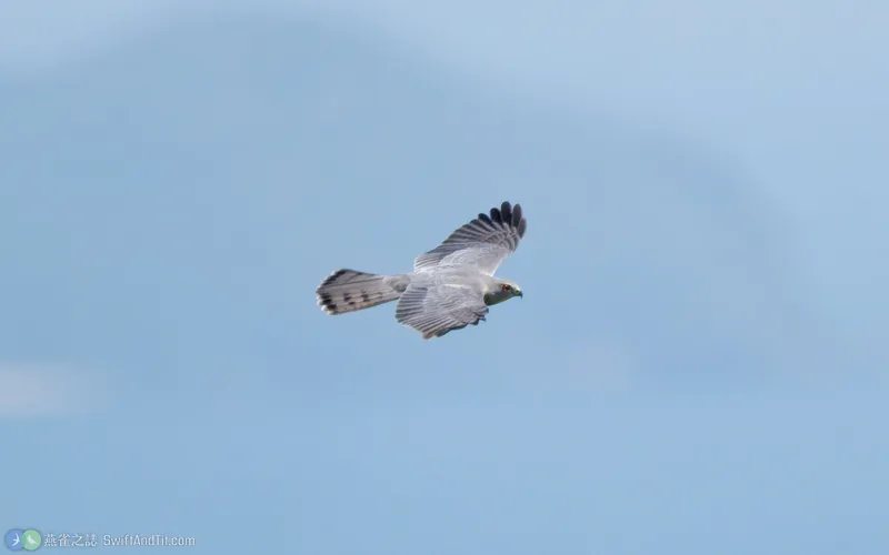 褐耳鷹 Shikra