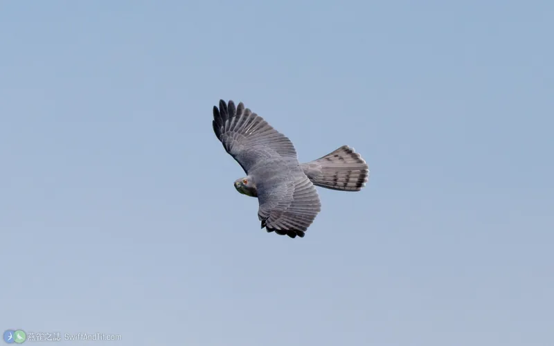 褐耳鷹 Shikra 飛行