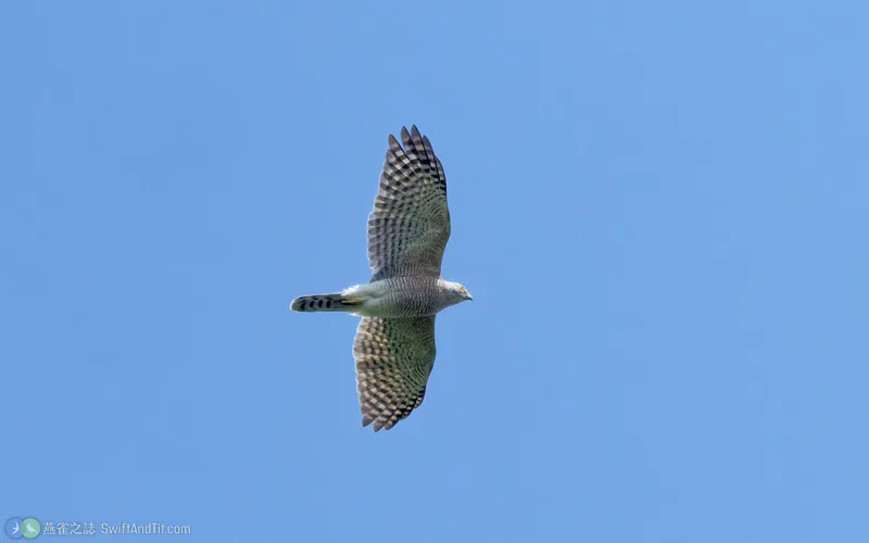 褐耳鷹 Shikra 飛行