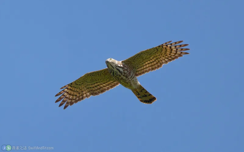 褐耳鷹 Shikra 幼鳥