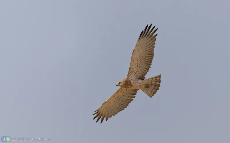 短趾雕 Short-toed Snake-Eagle
