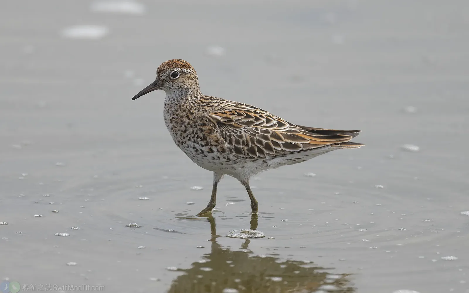 尖尾濱鷸 Sharp-tailed Sandpiper