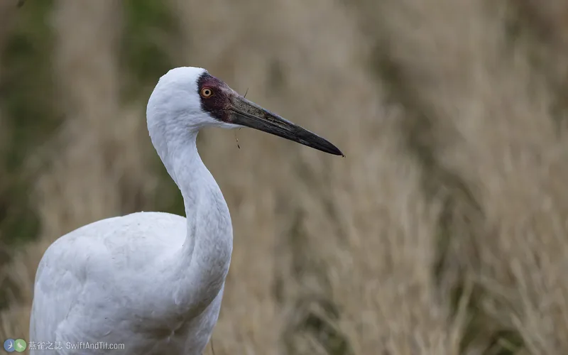 白鶴 Siberian Crane