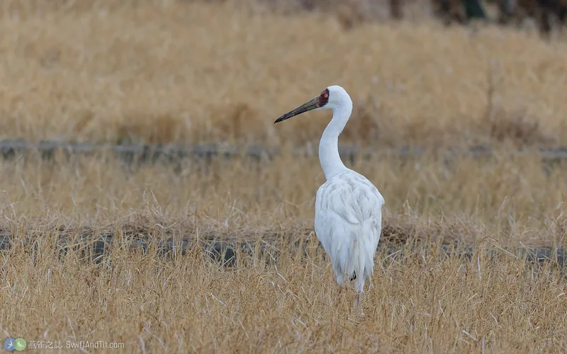白鶴 Siberian Crane 成鳥