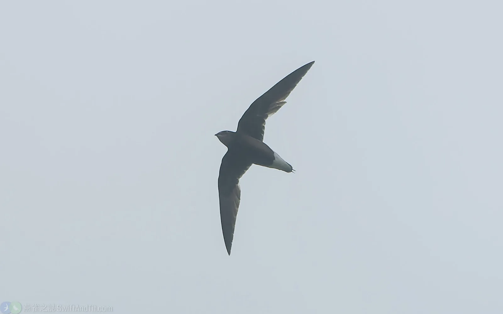 灰喉針尾雨燕 Silver-backed Needletail