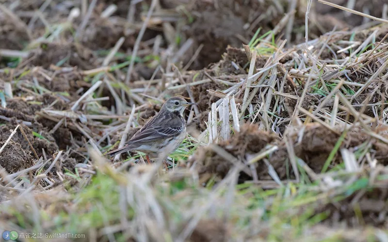 黃腹鷚 Siberian Pipit