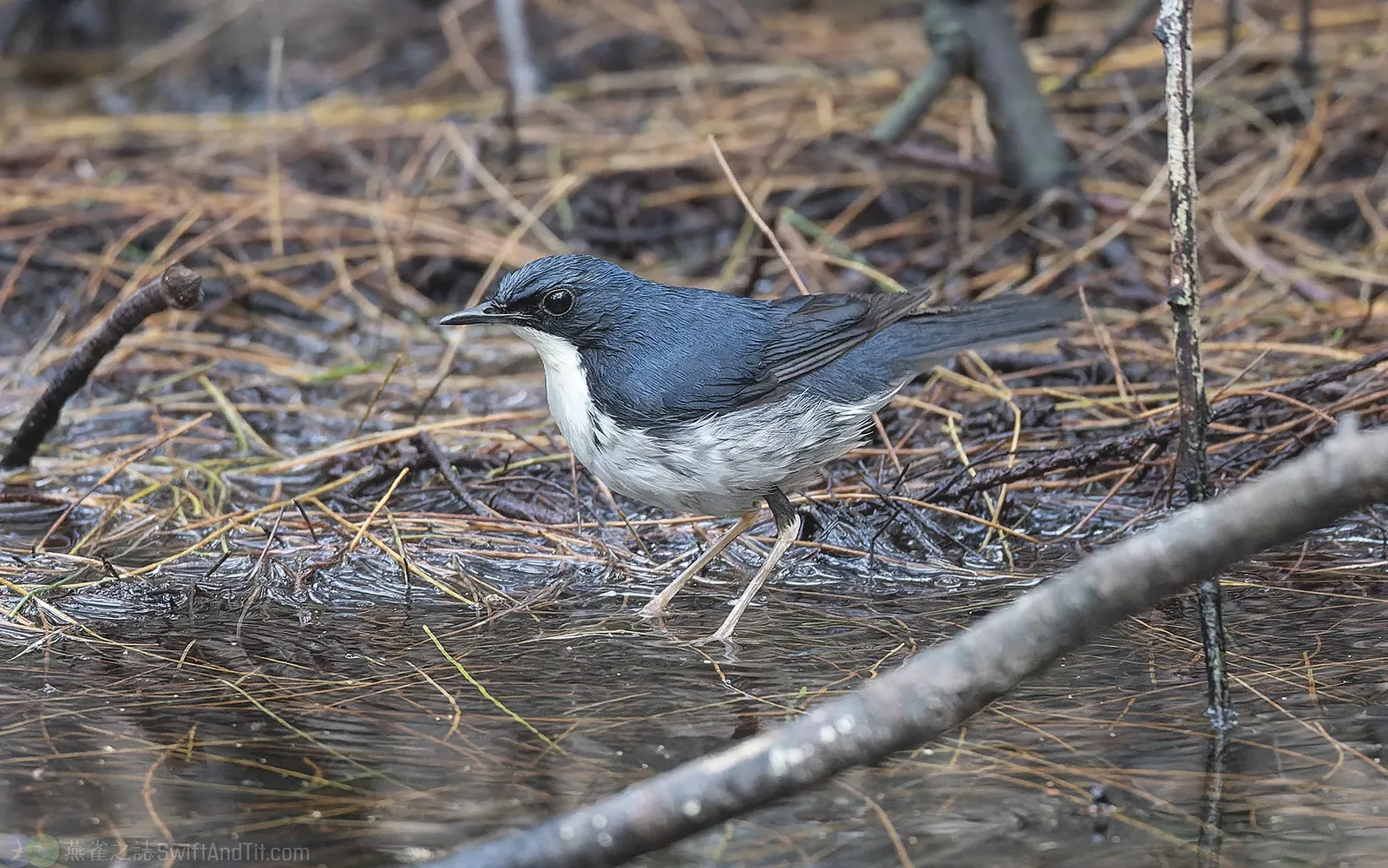 藍歌鴝 Siberian Blue Robin