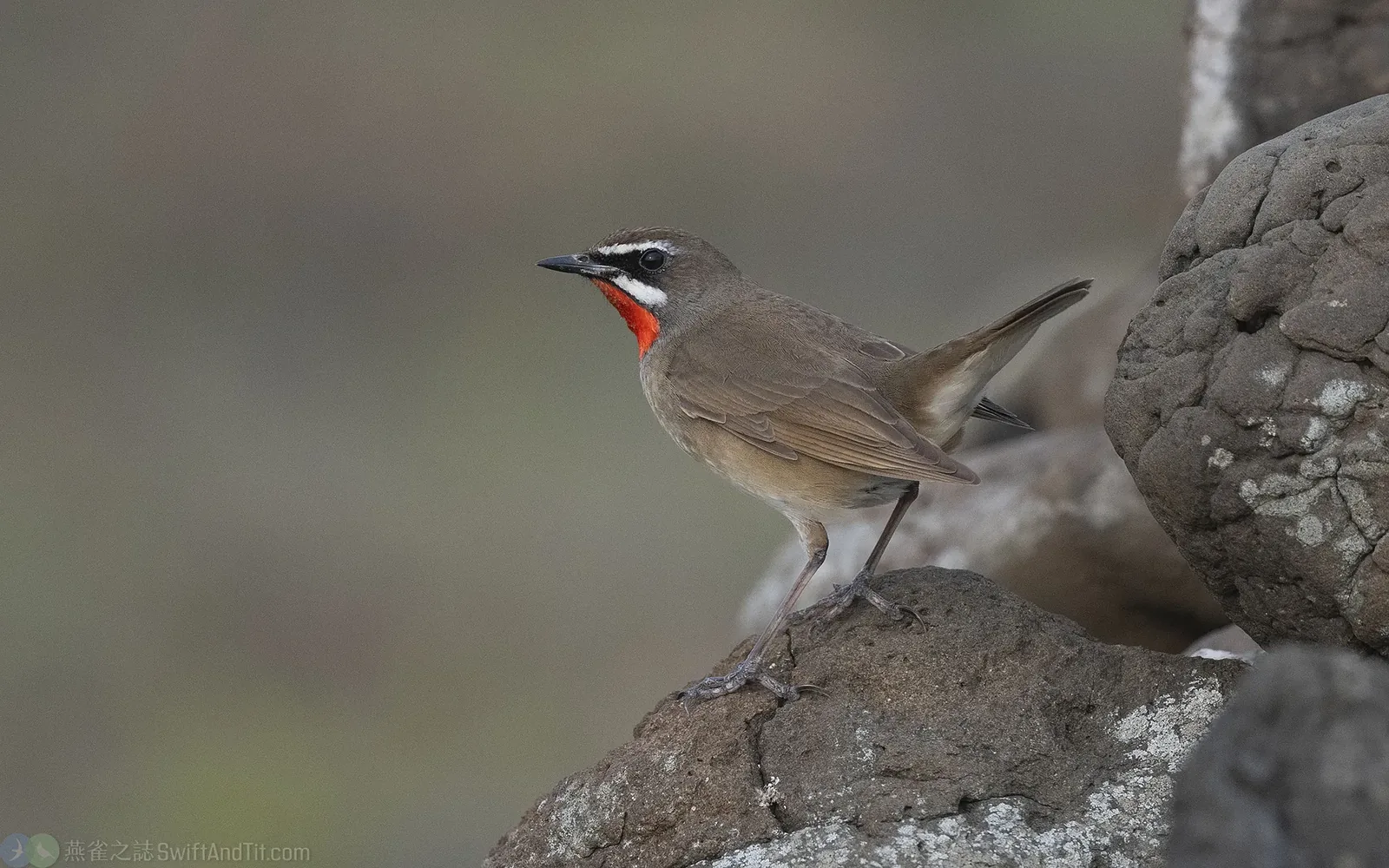 野鴝 Siberian Rubythroat
