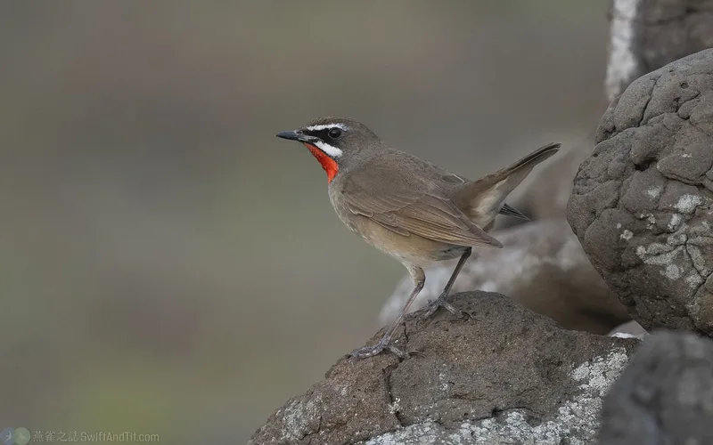 野鴝 Siberian Rubythroat