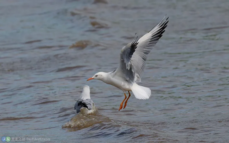 細嘴鷗 Slender-billed Gull 飛行