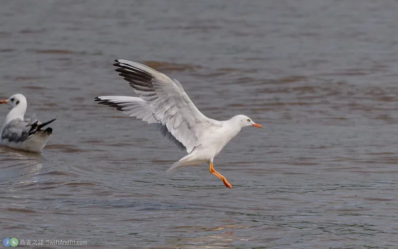 細嘴鷗 Slender-billed Gull