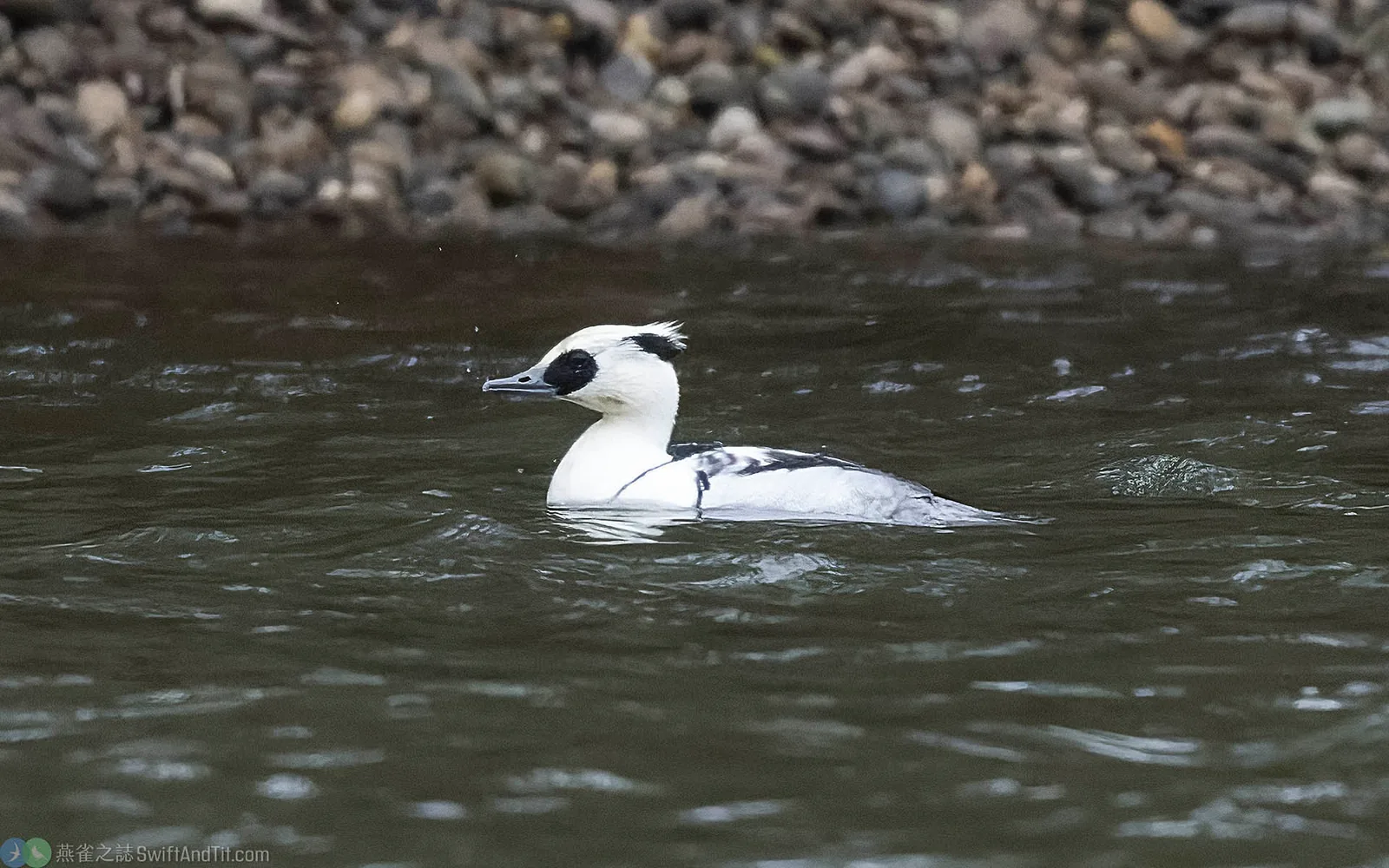 白秋沙 Smew