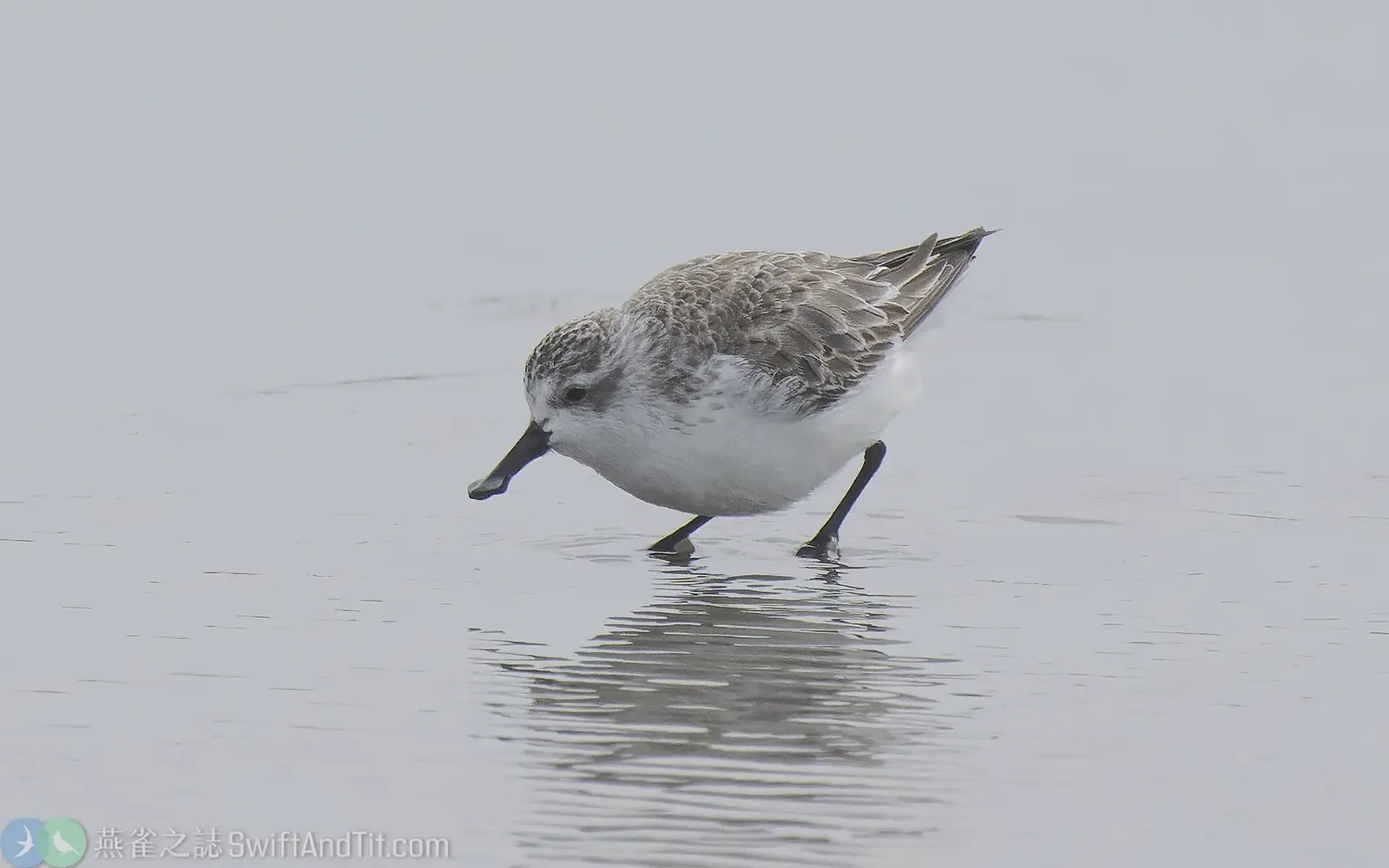 琵嘴鷸 Spoon-billed Sandpiper