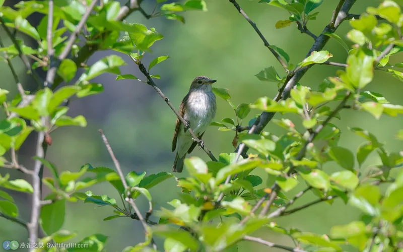 斑鶲 Spotted Flycatcher