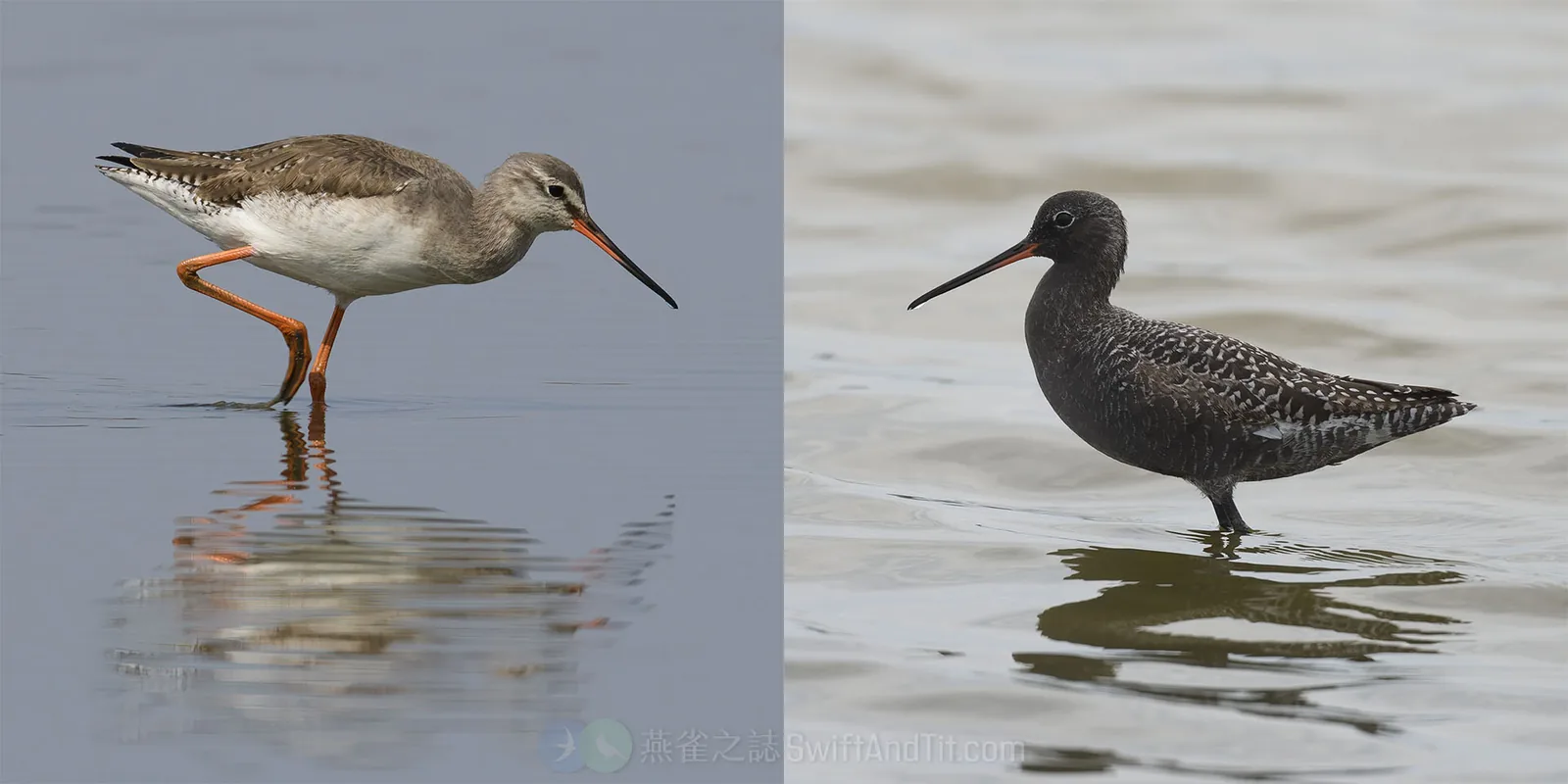 鶴鷸 Spotted Redshank