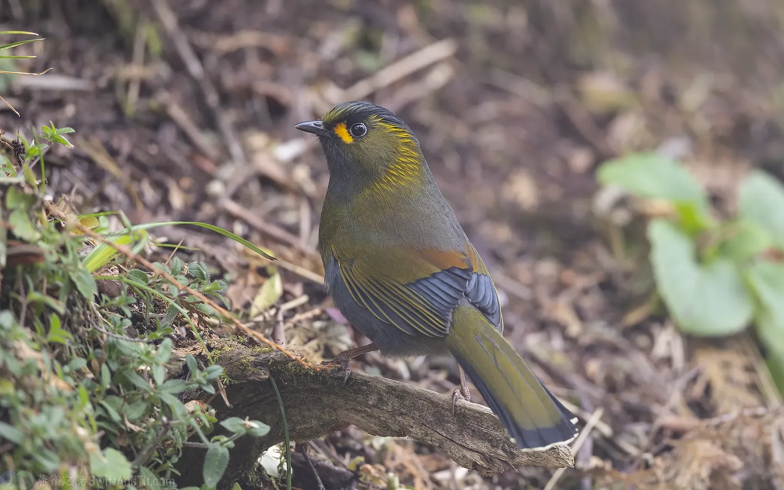 黃胸藪眉 Taiwan Liocichla