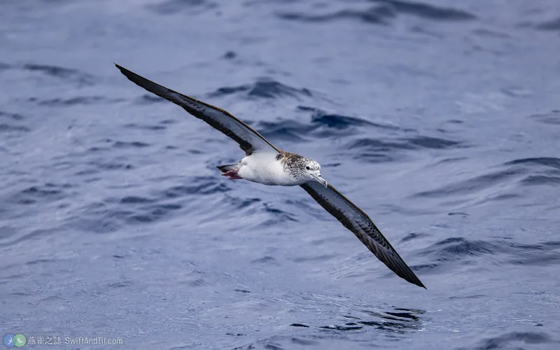 大水薙鳥 Streaked Shearwater