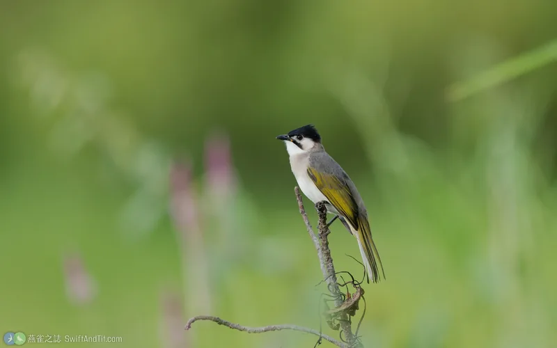 烏頭翁 Styan's Bulbul