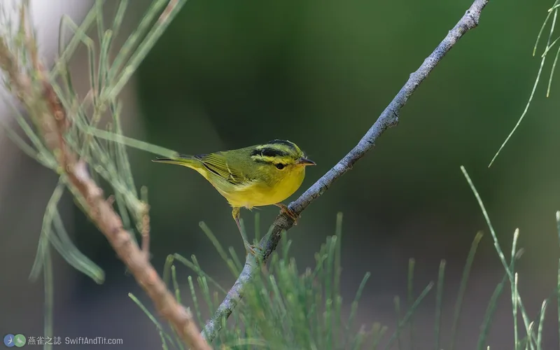 黑眉柳鶯 Sulphur-breasted Warbler