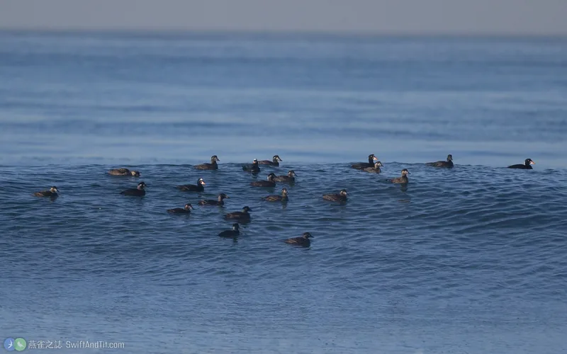 斑頭海番鴨 Surf Scoter
