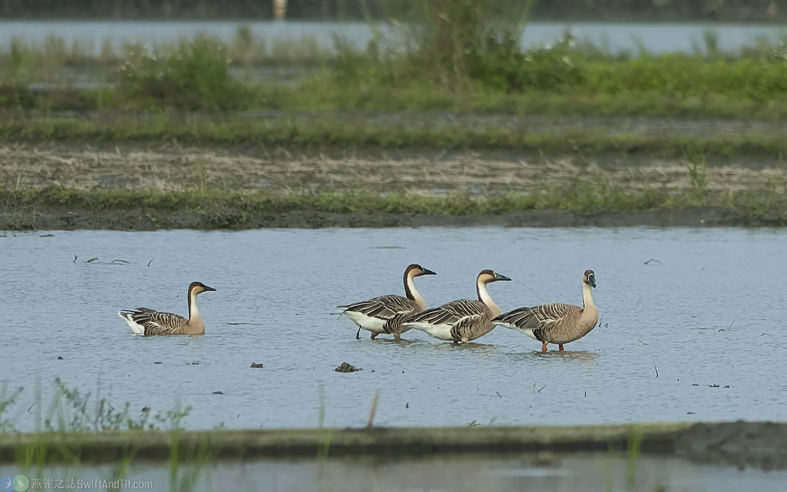 鴻雁 Swan Goose