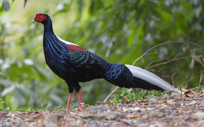 藍腹鷴 Swinhoe's Pheasant