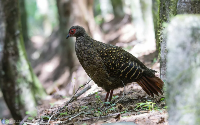 藍腹鷴 Swinhoe's Pheasant 雌鳥