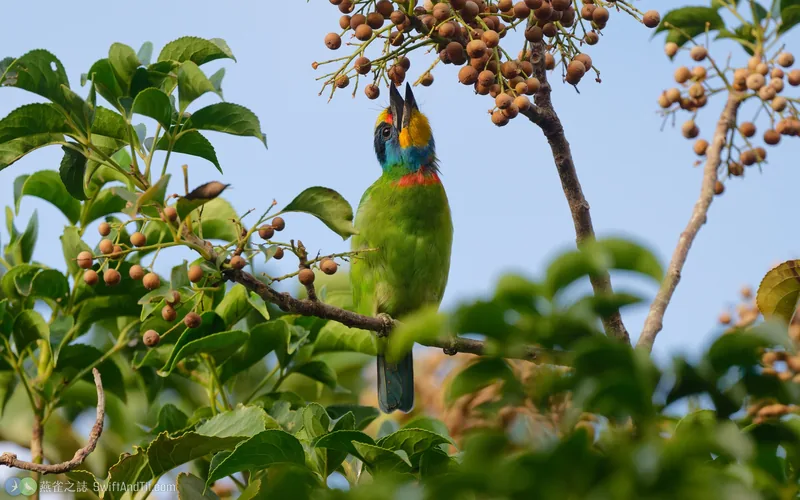 五色鳥 Taiwan Barbet
