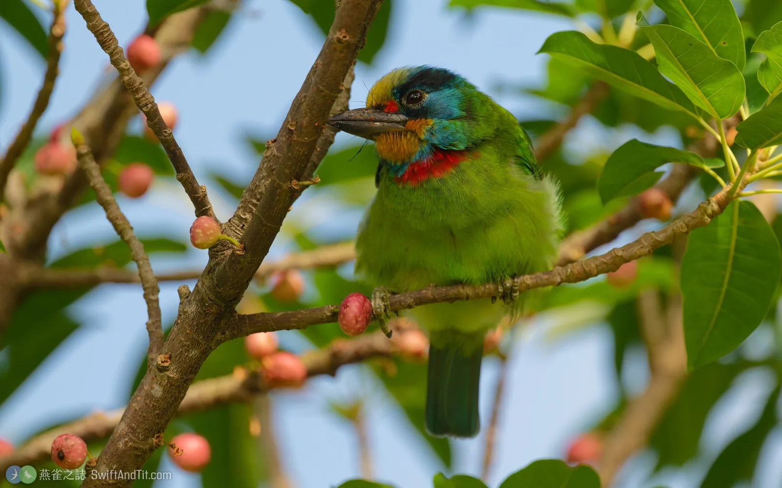 五色鳥 Taiwan Barbet