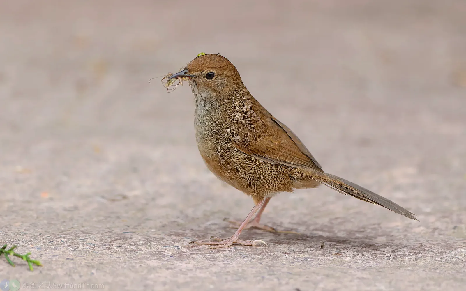臺灣叢樹鶯 Taiwan Bush Warbler